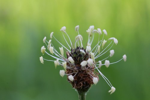 plantain  blossom  bloom