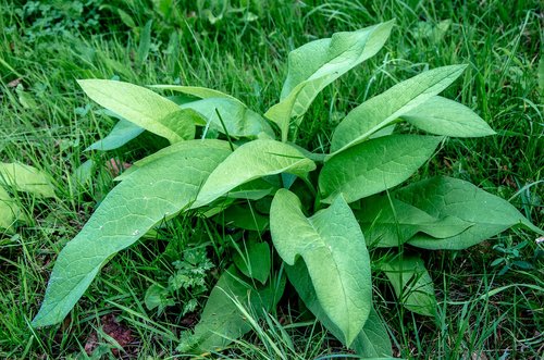 plantain  weed  plant