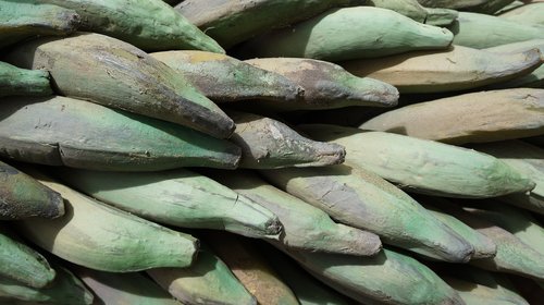 plantain  plants  fruit