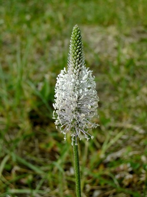 plantain  bloom  flower