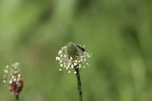 plantain  grass  close up