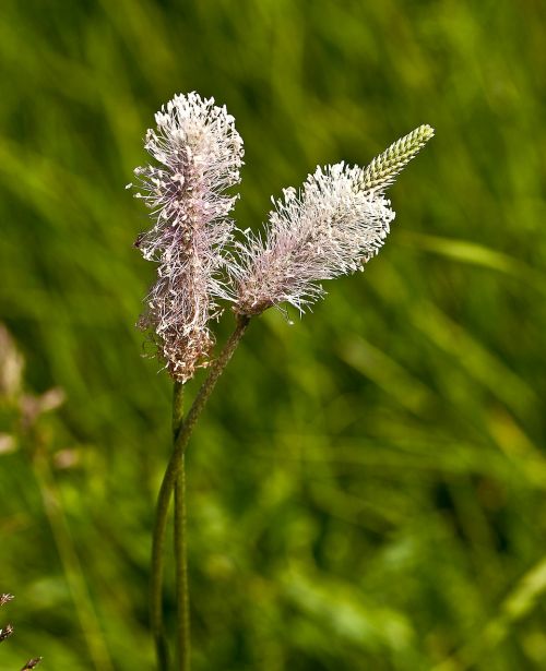 plantain field plant meadow plant