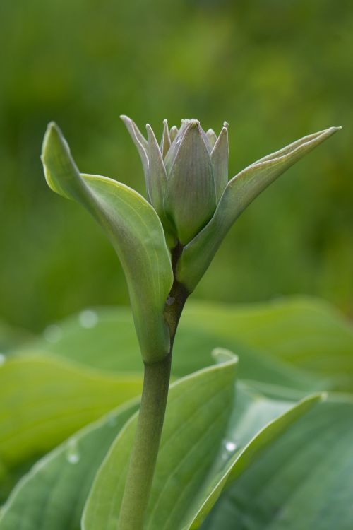 plantain lily blossom bloom
