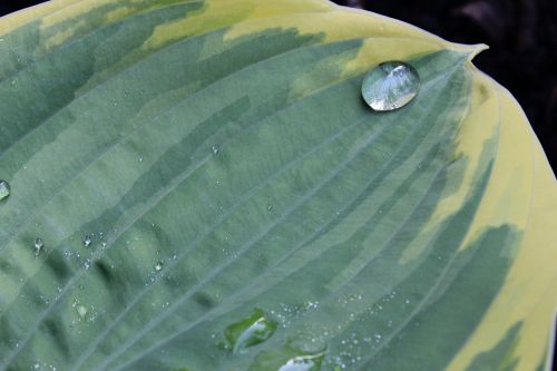 plantain lily hosta leaf