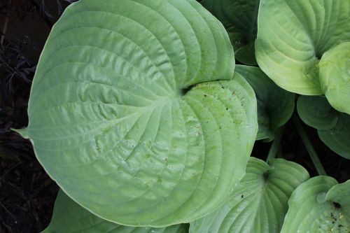 plantain lily hosta leaf