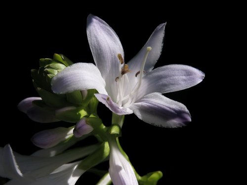 plantain lily  hosta  white flower