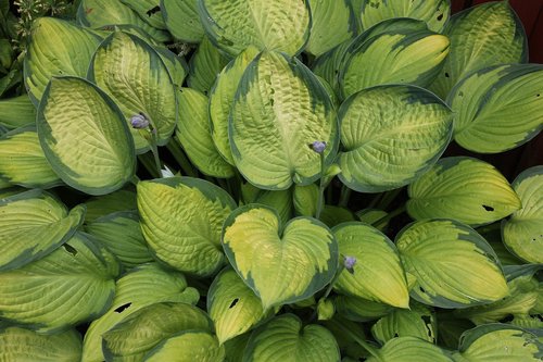 plantain lily  hosta  leaf