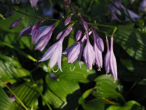 plantain lily flowers violet