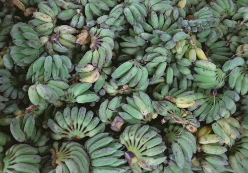plantains bananas fruits
