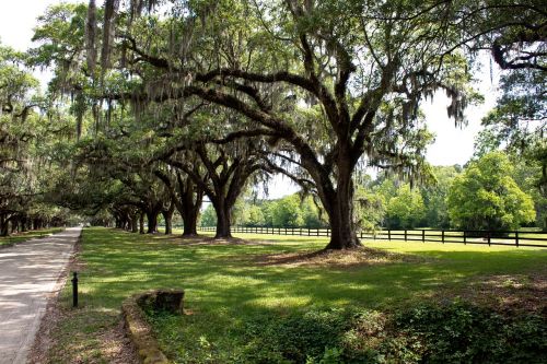 plantation lane tree