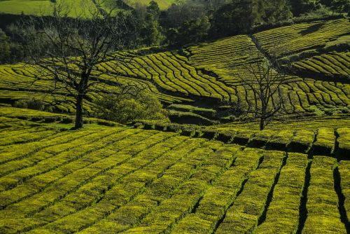 plantation tea green