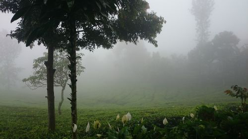 plantation foggy misty