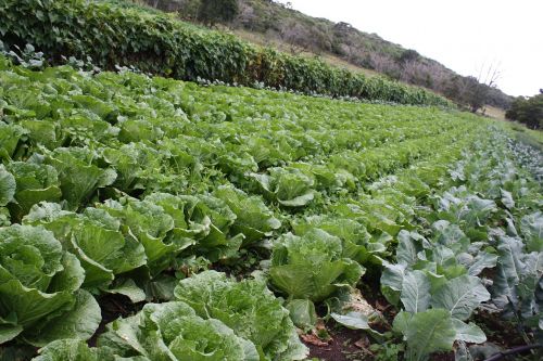 plantation lettuce roça