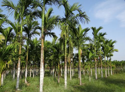 plantation areca nut areca palm
