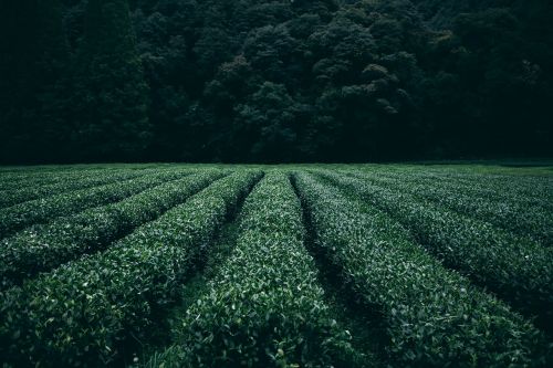 plantation tea field