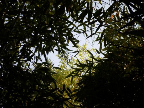 Plant Bamboo Foliage Green
