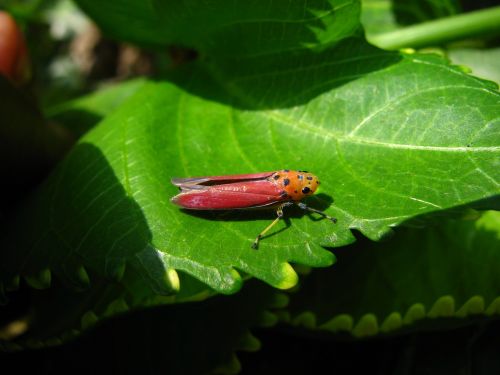 planthopper insect pink