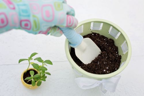 planting gardening flower pot