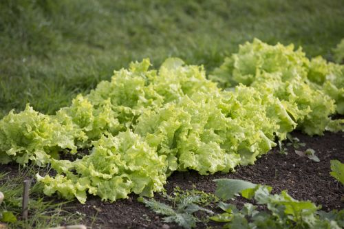 Planting A Garden Salad