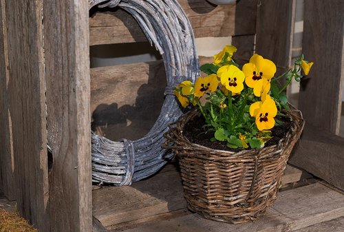planting basket  pansy  yellow