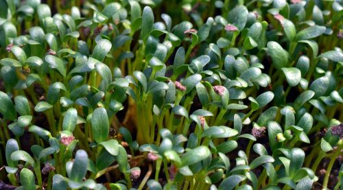 plantlings young green