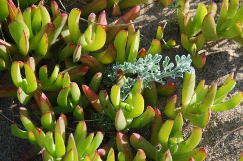 plants beach green