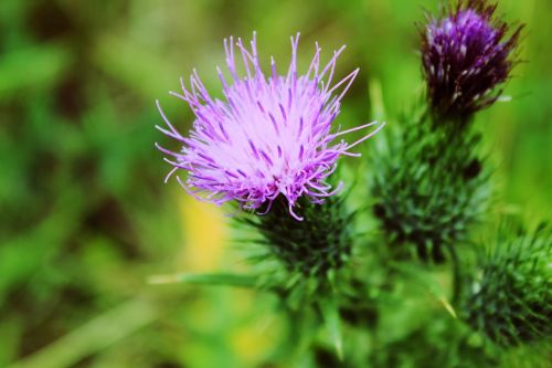 thistles flower marianum