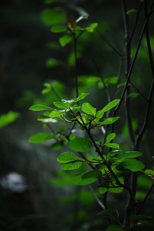 plants green leafs