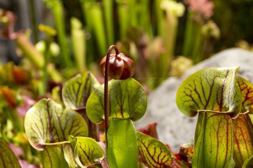 plants sundew carnivorous