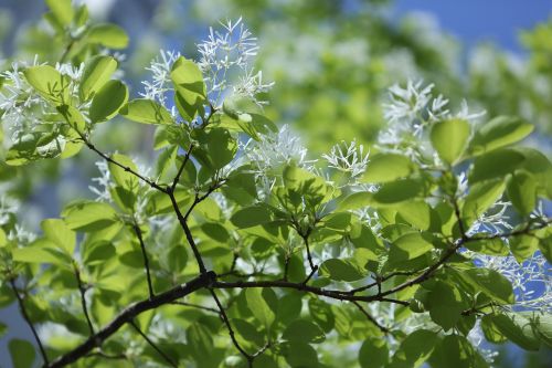 plants wood pop wood