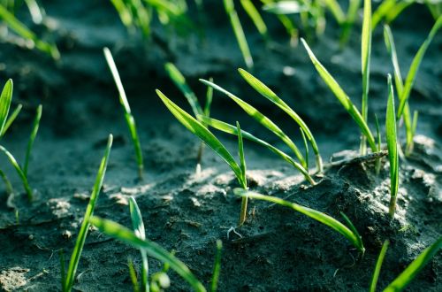 plants grass seeds