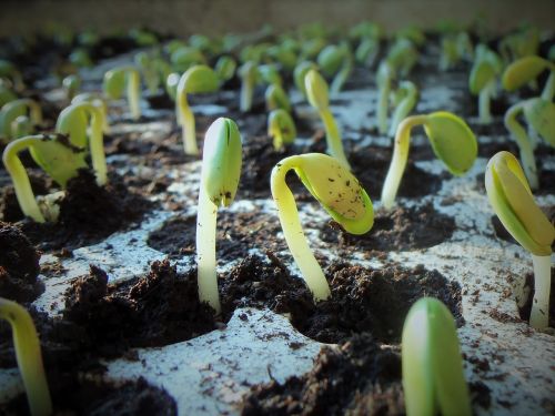 plants soybean soy