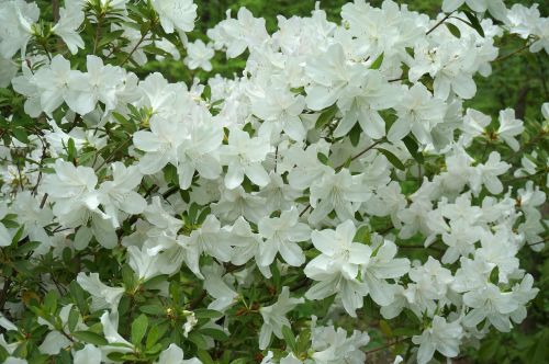 plants flowers azalea