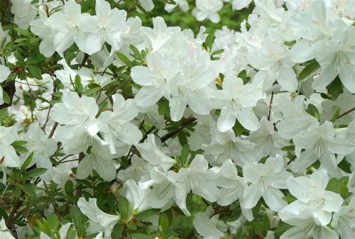 plants flowers azalea