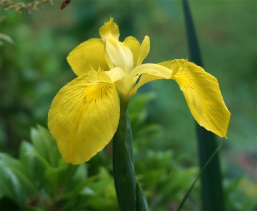 iris flowers yellow