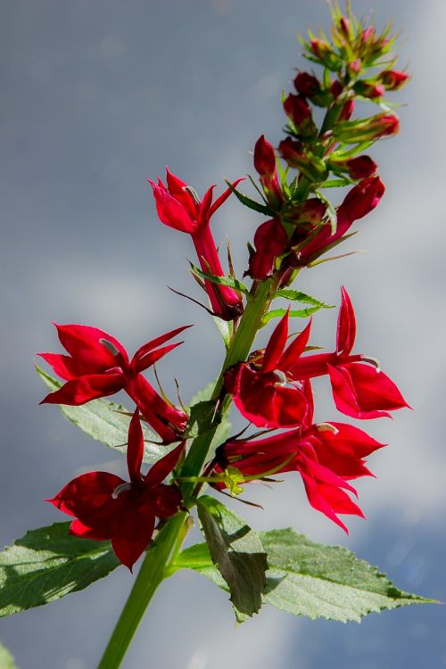 red lobelia plants flower
