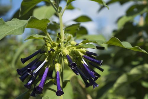 plants flowers flower