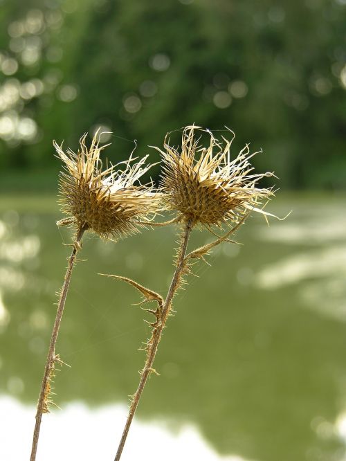 plants thistle prickly