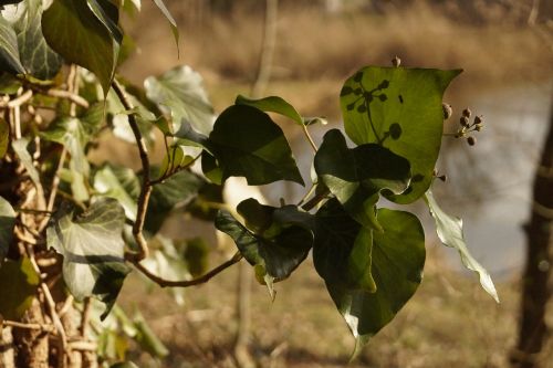 plants garden natural