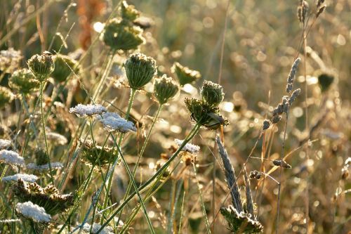 plants contre jour nature