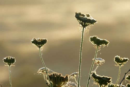 plants contre jour nature