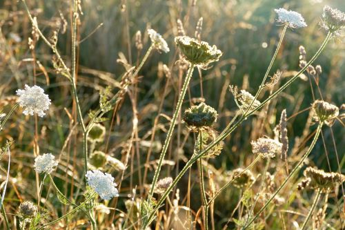 plants contre jour nature