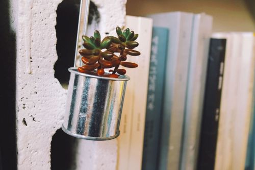 plants cactus potted plant