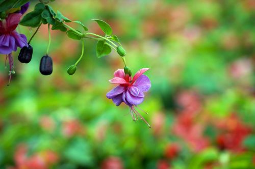 fuchsia plants flowers