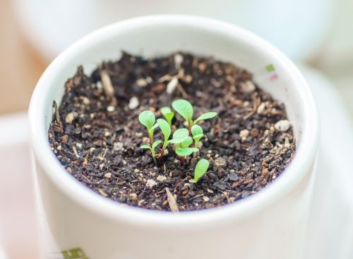 plants potted plant veranda