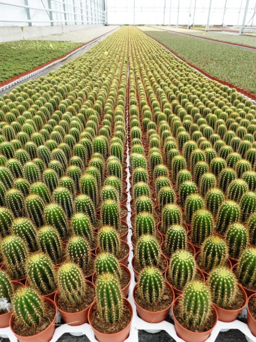 plants cactus spines