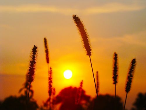 plants sun evening