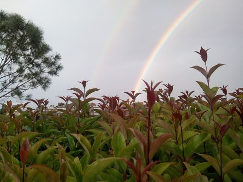 plants rainbow sky