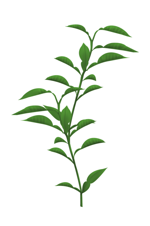 plants leaf stem