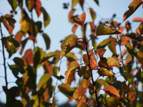 plants leaves autumn